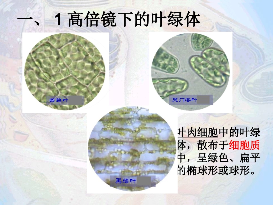 细胞器 (2)_第3页