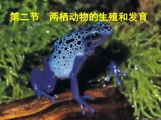 两栖动物的生殖和发育课件