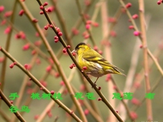 北师大语文教材《我想》PPT