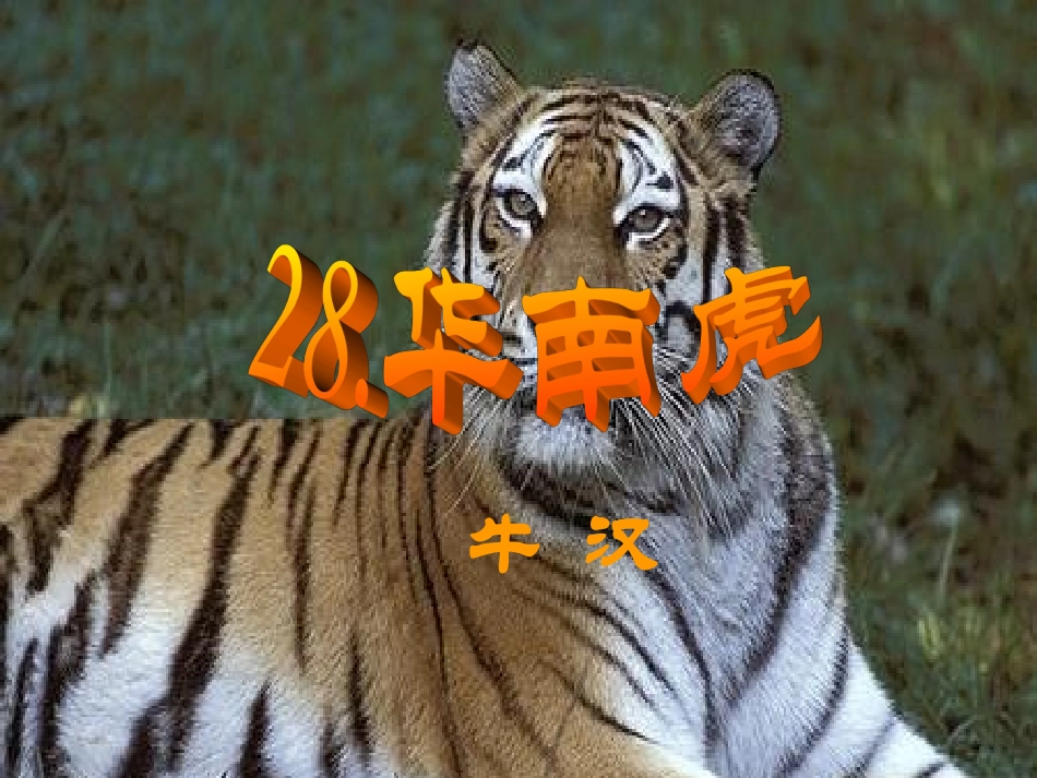 上课第28课华南虎（浅层阅读+深层阅读+语文积累）课件新人教版_第1页