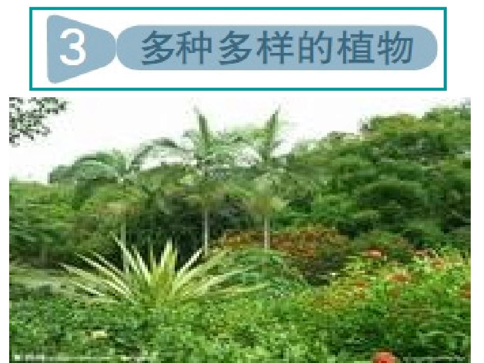 多种多样的植物 (2)_第1页