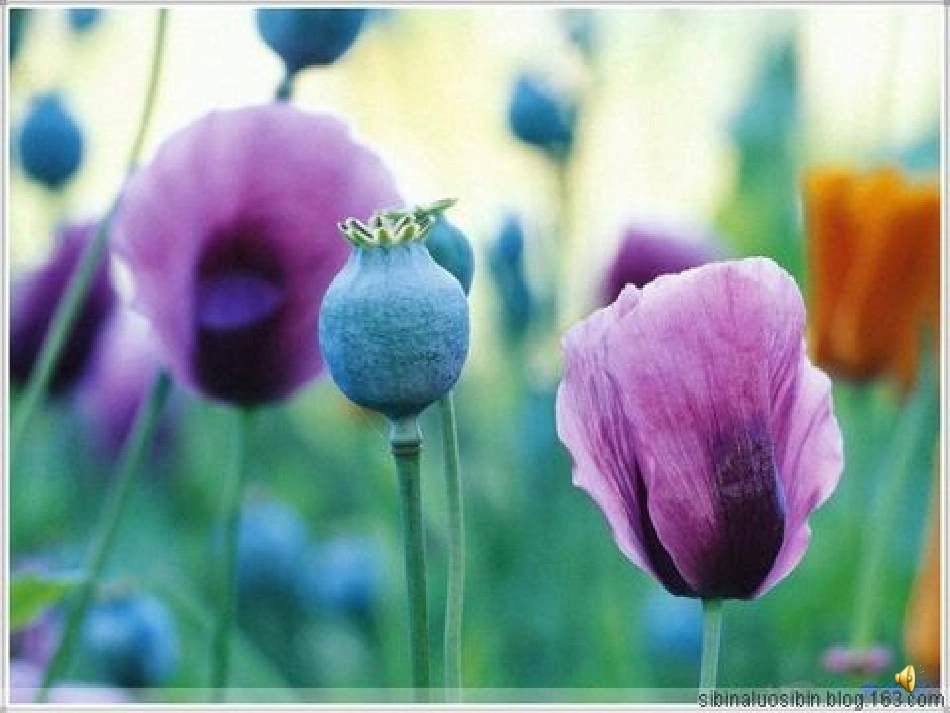 《鸦片战争》课件_第2页