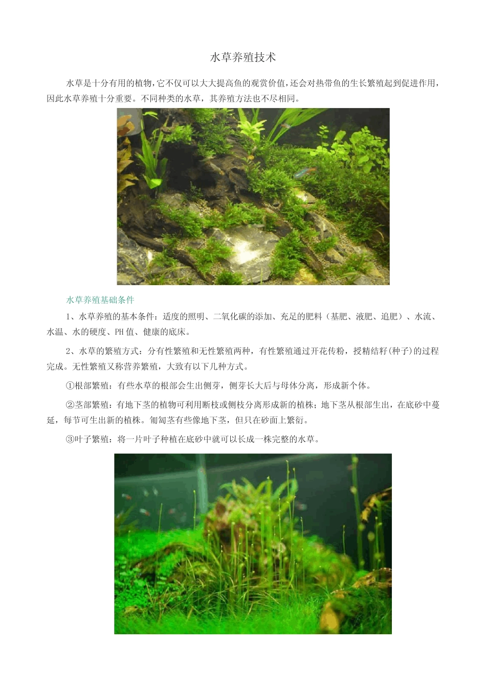 水草养殖技术_第1页