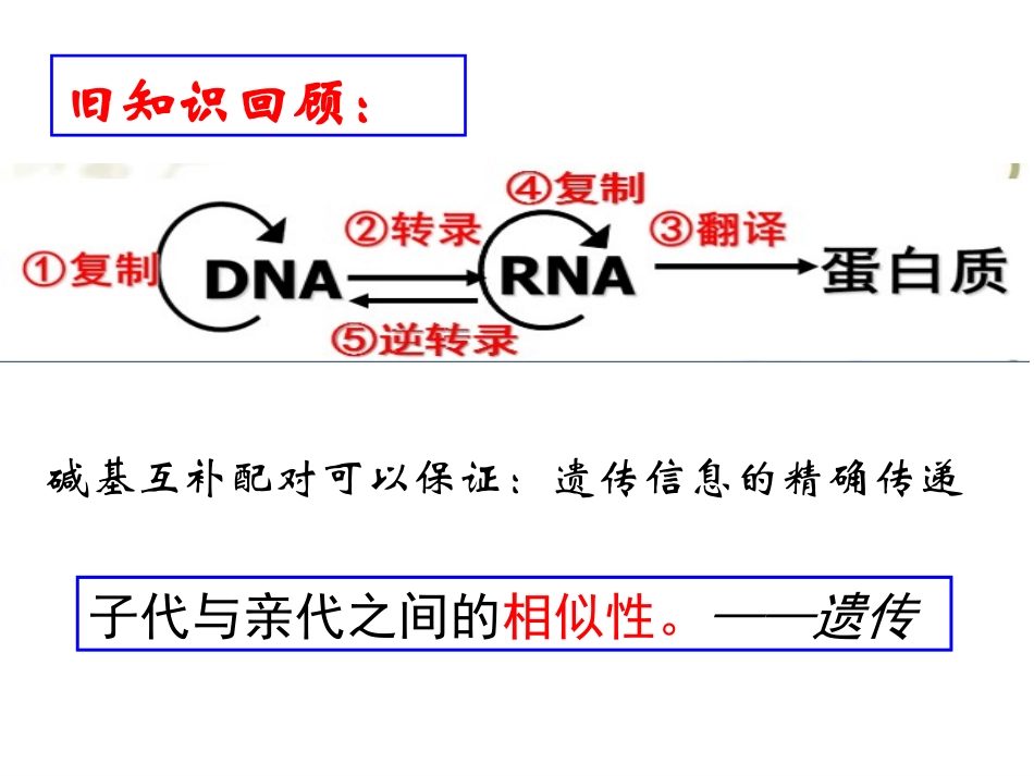 (复习)基因突变和基因重组(公开课)_第2页