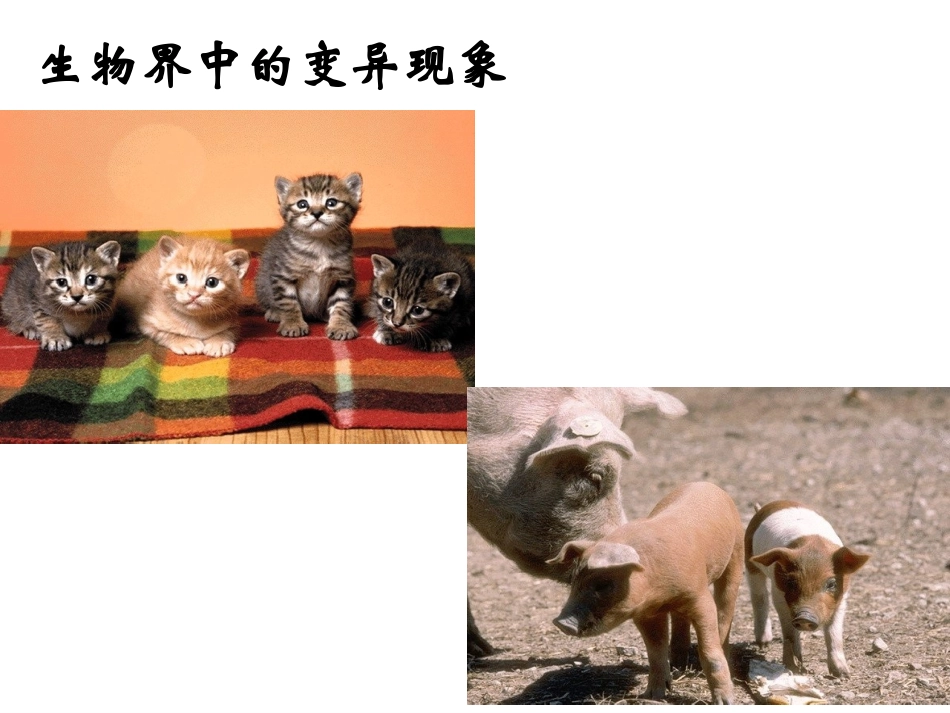 (复习)基因突变和基因重组(公开课)_第3页