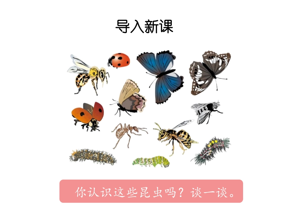 《昆虫备忘录》教学课件2_第2页