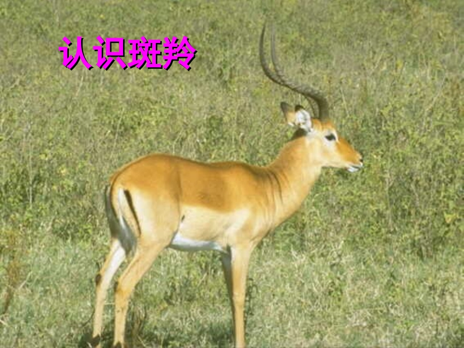 人教版七年级语文下册第27课《斑羚飞渡》（共48张PPT）_第2页