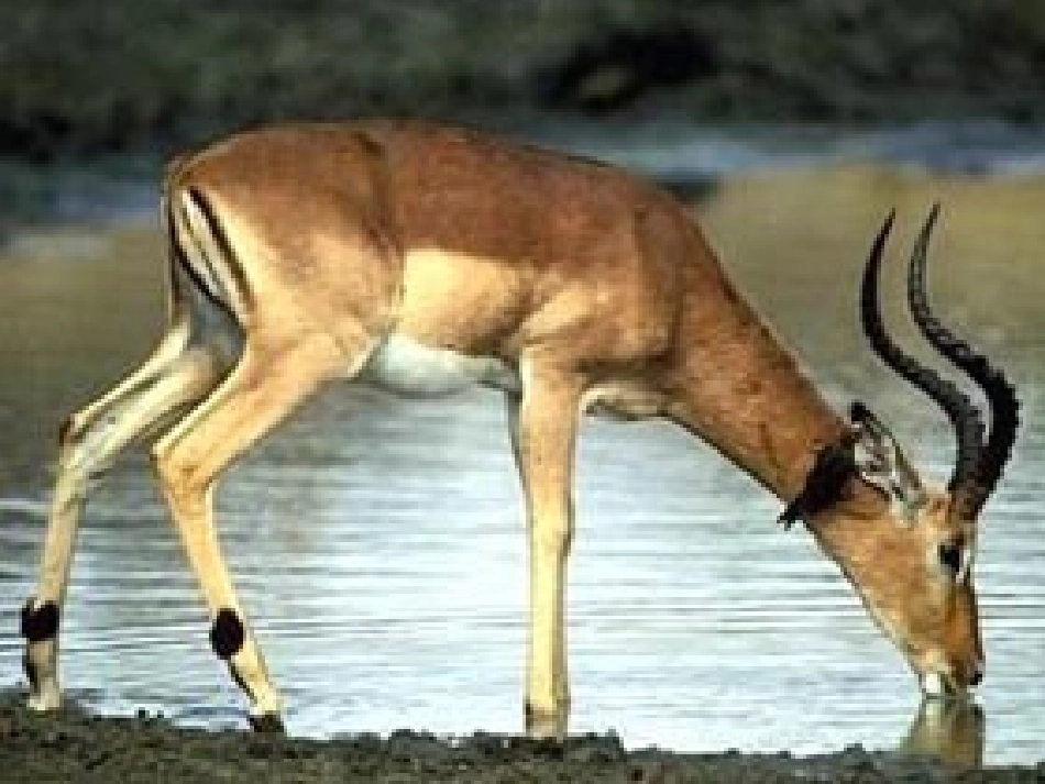 人教版七年级语文下册第27课《斑羚飞渡》（共48张PPT）_第3页