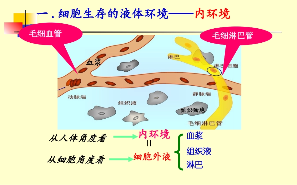 内环境与稳态-第一章-第一节_第3页