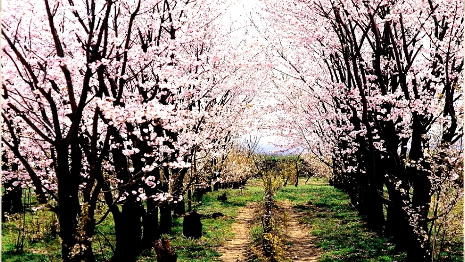 部编版八年级下册9桃花源记课件（33张）_第2页