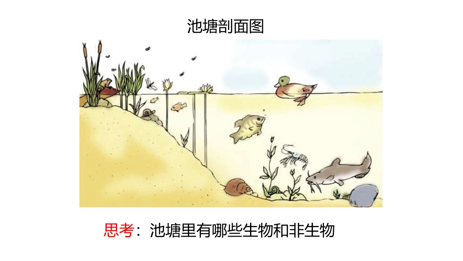 五上1-6+1-7《做一个生态瓶》_第2页