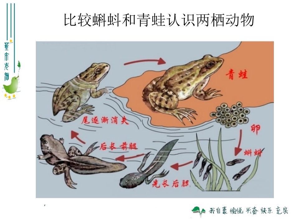两栖动物和爬行动物_第3页