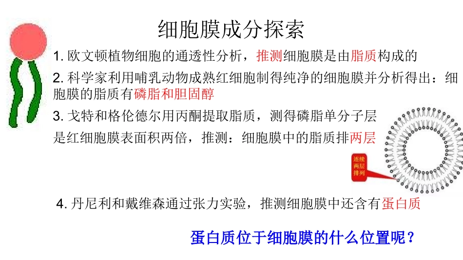 第二课时：细胞膜的结构与功能_第2页