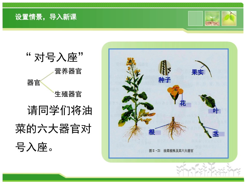 任务三植物的营养器官_第2页
