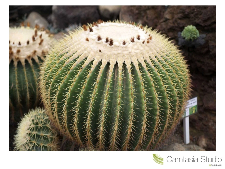 奇特的热带植物_第1页