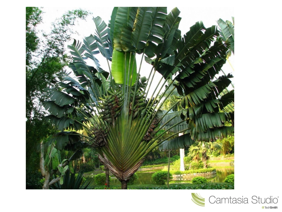 奇特的热带植物_第3页