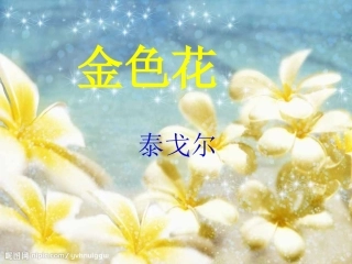金色花-语文-初中-张秋丽