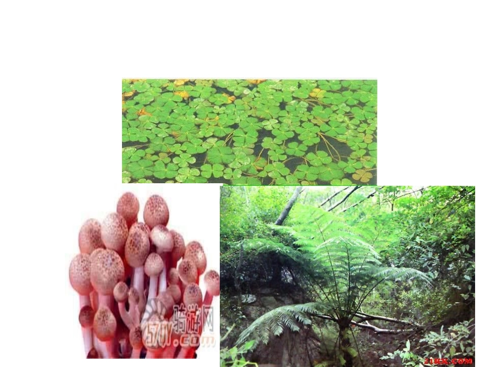 第二节种子植物_第2页