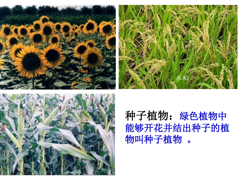 第二节种子植物_第3页