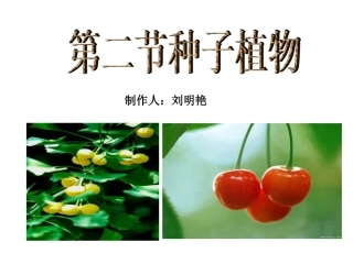 第二节种子植物