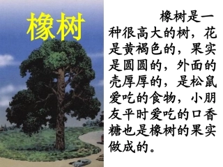 《路旁的橡树》课件1