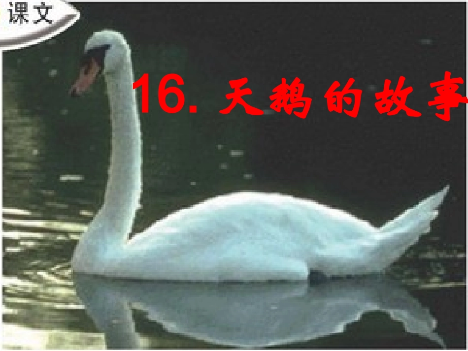 苏教版四年级语文下册16《天鹅的故事》课件PPT_第1页