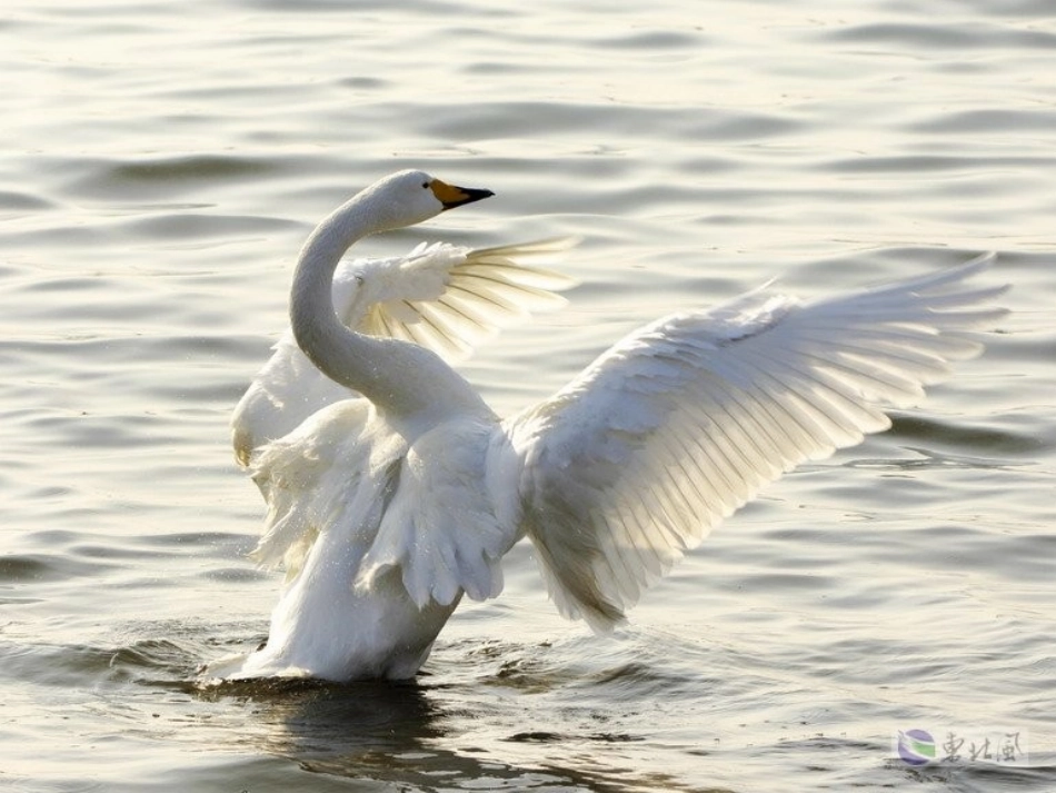 苏教版四年级语文下册16《天鹅的故事》课件PPT_第3页