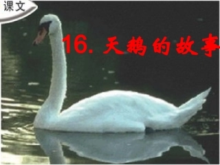 苏教版四年级语文下册16《天鹅的故事》课件PPT