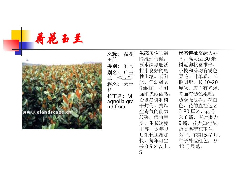 常用园林植物-87种乔灌木_第2页