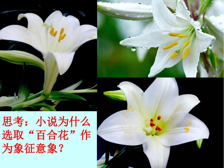 百合花课件(上课用)_第2页