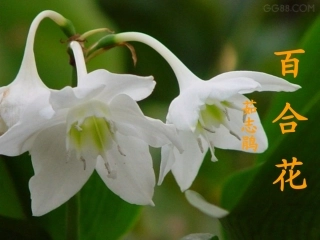 百合花课件(上课用)
