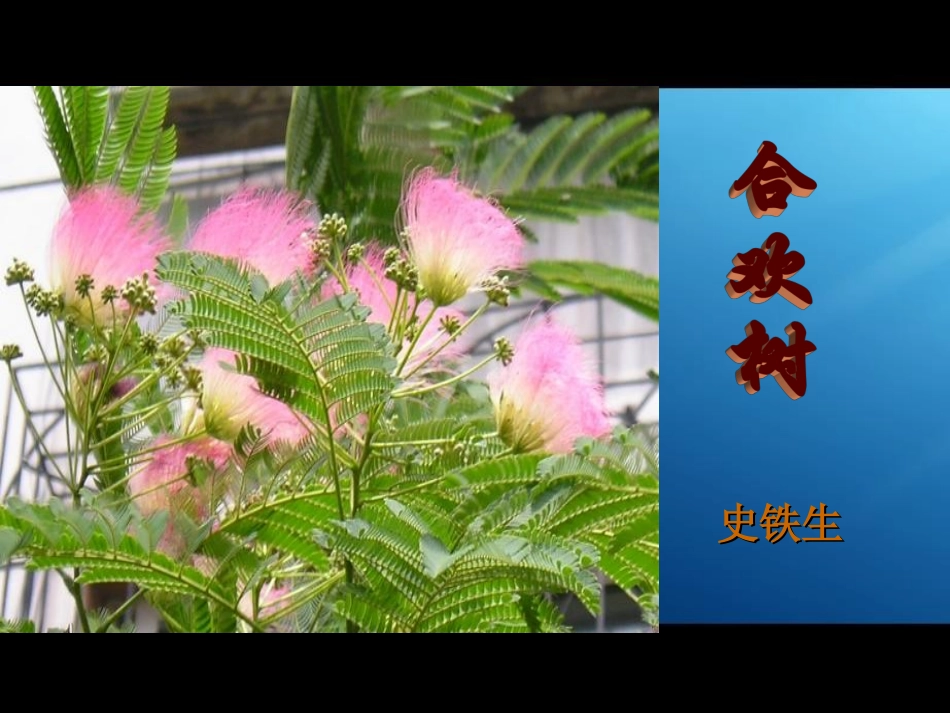 合欢树(定)_第1页