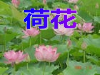 人教版三年级语文下册《荷花》课件PPT