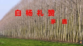 白杨礼赞演示文稿