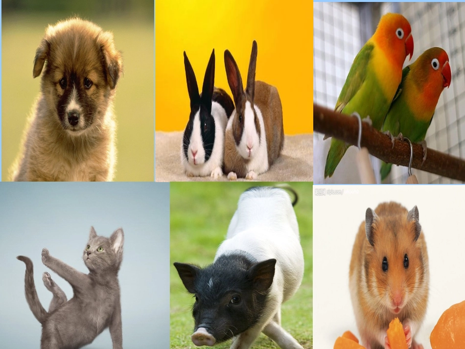 湘少版unit5CanIhaveapet_第3页