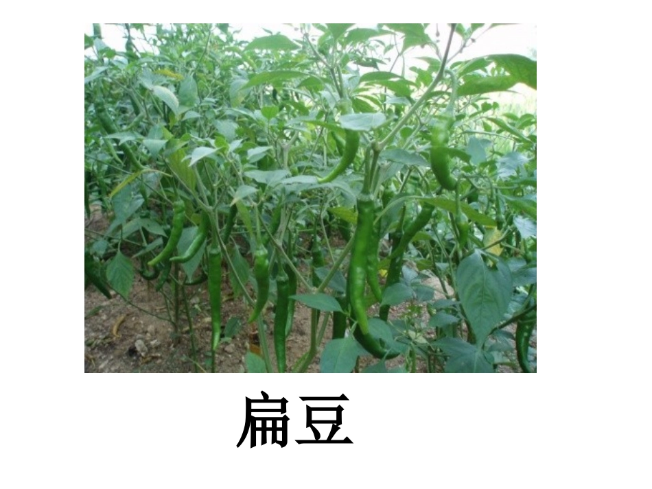 一次有趣的观察公开课_第2页