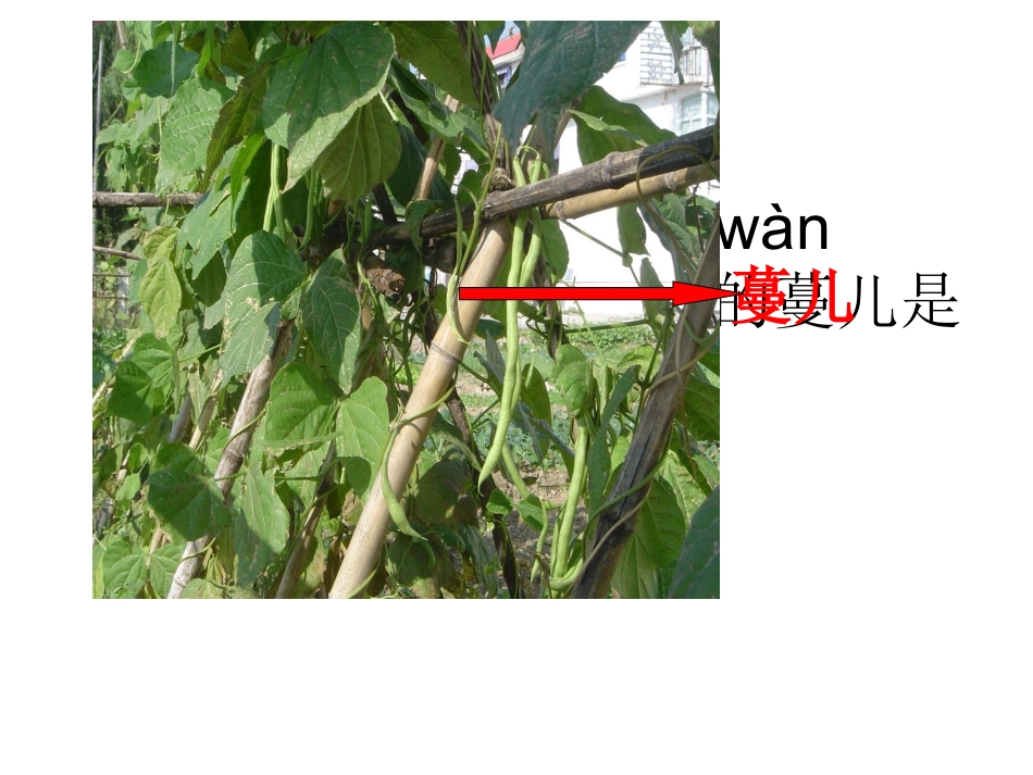 一次有趣的观察公开课_第3页