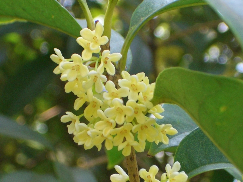 《桂花雨》课件4_第1页