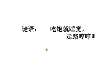 小班小猪变干净了