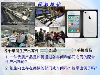 细胞器之间的分工合作 ()