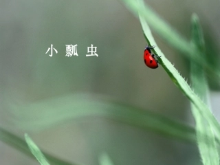 大班美术活动《七星瓢虫》