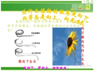 植物生长素的发现XG