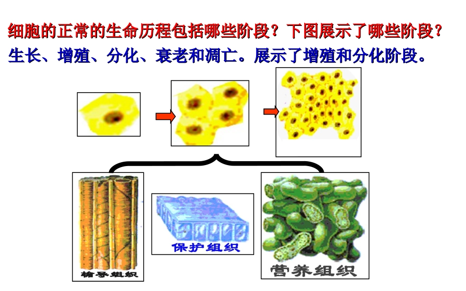 细胞的分化、衰老、凋亡和癌变_第2页