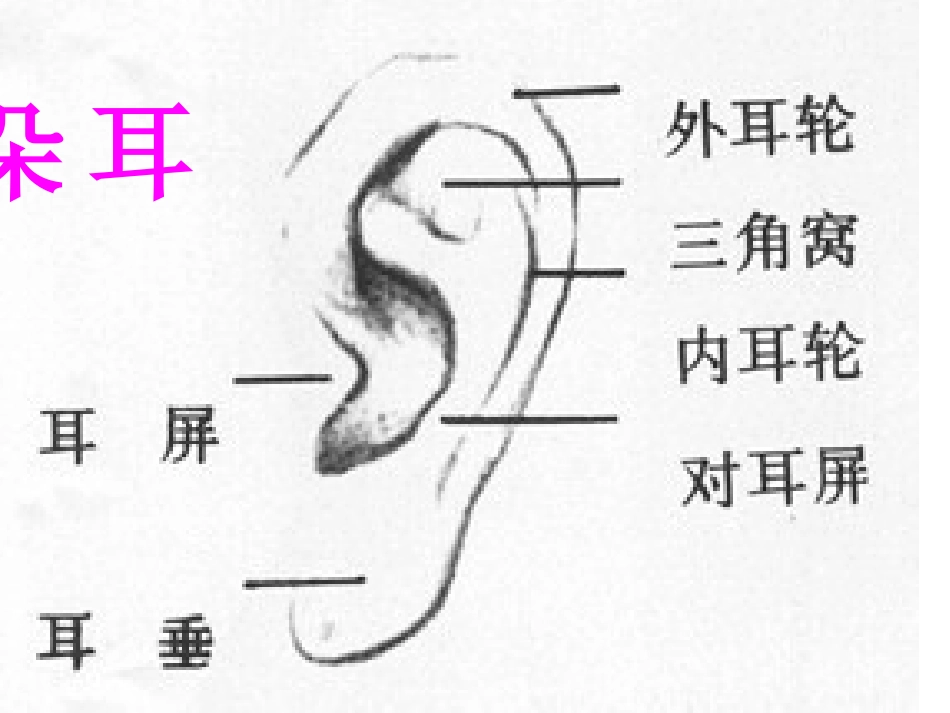 人物素描课件PPT下载人教新课标五年级美术下册课件_第3页