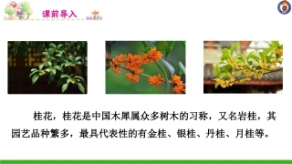 -桂花雨-第一课时 ()