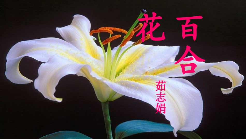 《百合花》刘老师_第1页