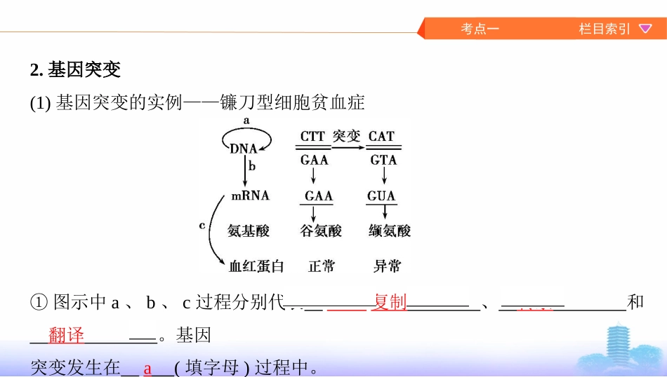 第19讲　基因突变与基因重组_第3页