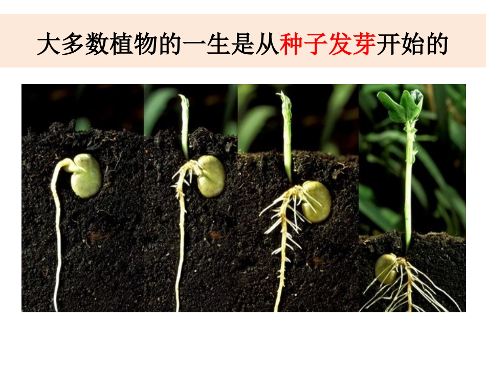五上1-1《种子发芽实验（一）》_第2页
