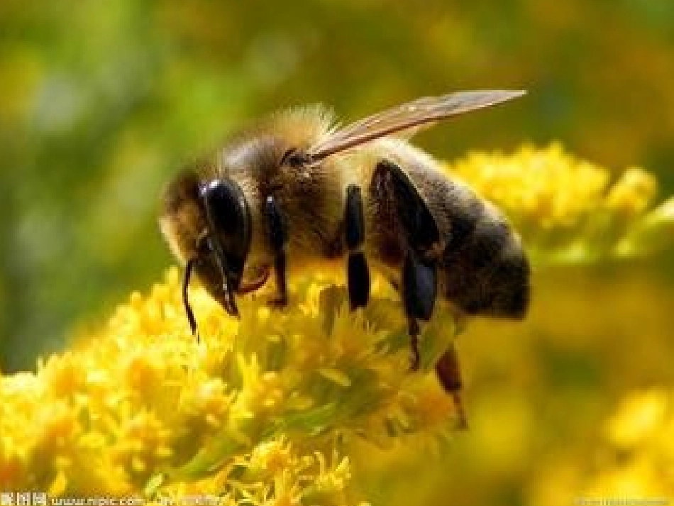 《蜜蜂》教学课件_第2页