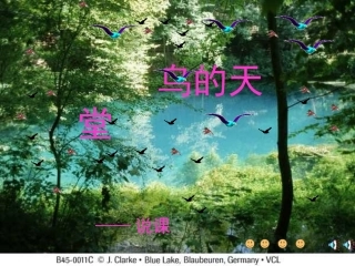 鸟的天堂说课稿